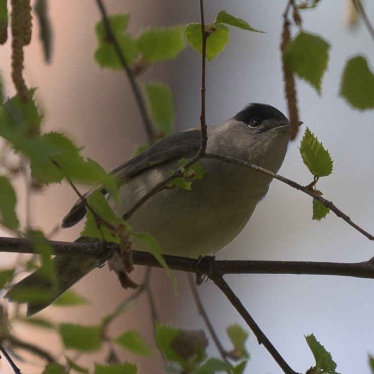 Eurasian blackcap - male